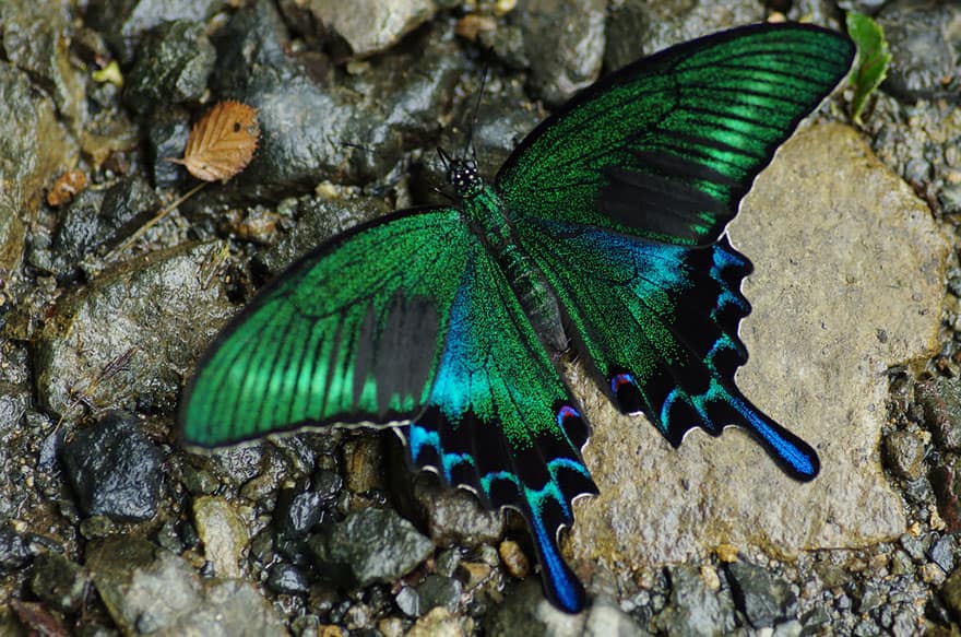Caterpillar Moth Butterfly Before After Metamorphosis - Black Swallowtail 02
