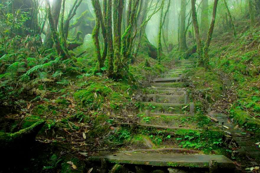 Chinese Hemlock Trail, Tapingshan, Taiwan