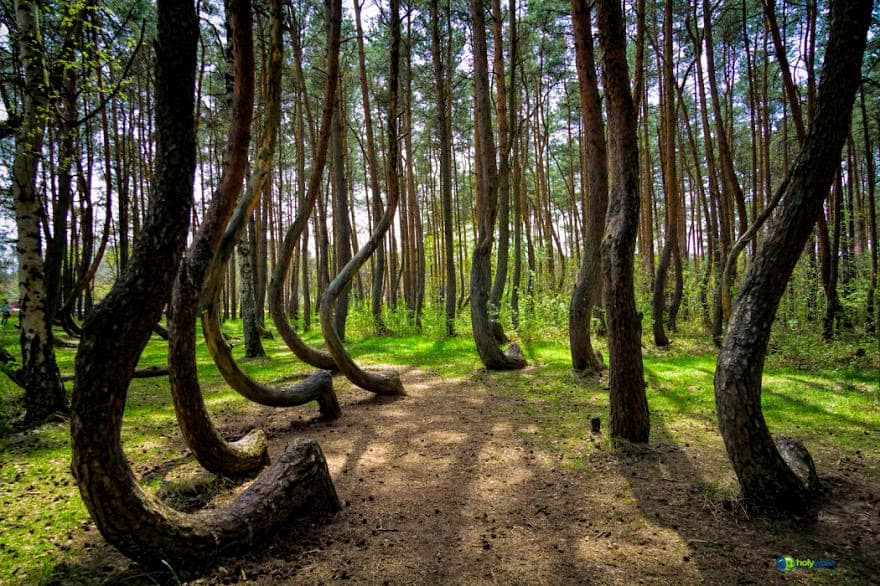 Crooked Forest In Poland Crooked Forest In Poland