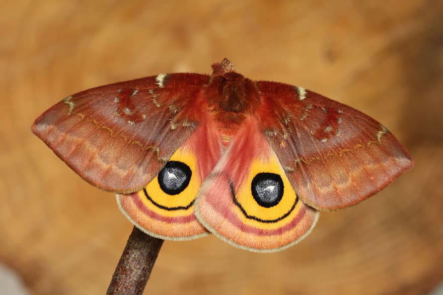 Caterpillar Moth Butterfly Before After Metamorphosis - Io Moth 02