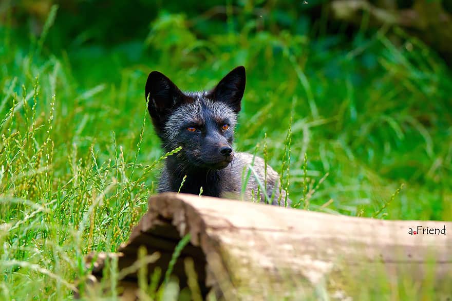 The Unique Beauty Of Black Foxes