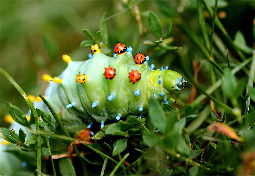 Cecropia moth Caterpillar Moth Butterfly Before After Metamorphosis - Hyalophora cecropia