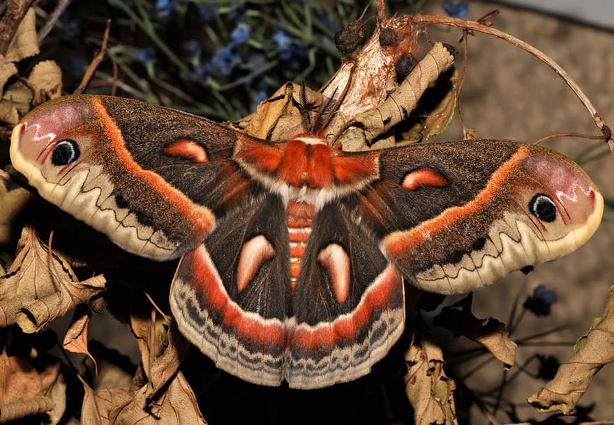 Hyalophora cecropia (Cecropia moth) Hyalophora cecropia (Cecropia moth)