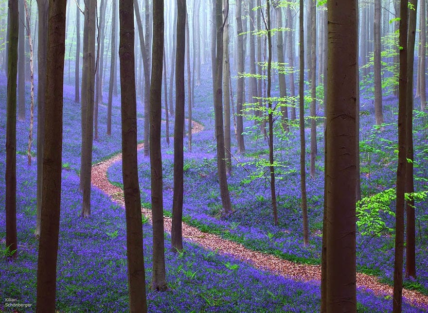 Hallerbos, Belgium