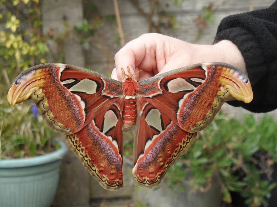 Caterpillar Moth Butterfly Before After Metamorphosis - Attacus Atlas 02
