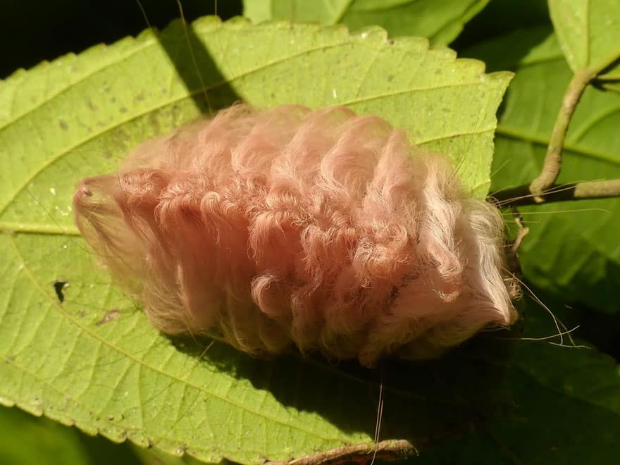 Caterpillar Moth Butterfly Before After Metamorphosis - Flannel Moth 01