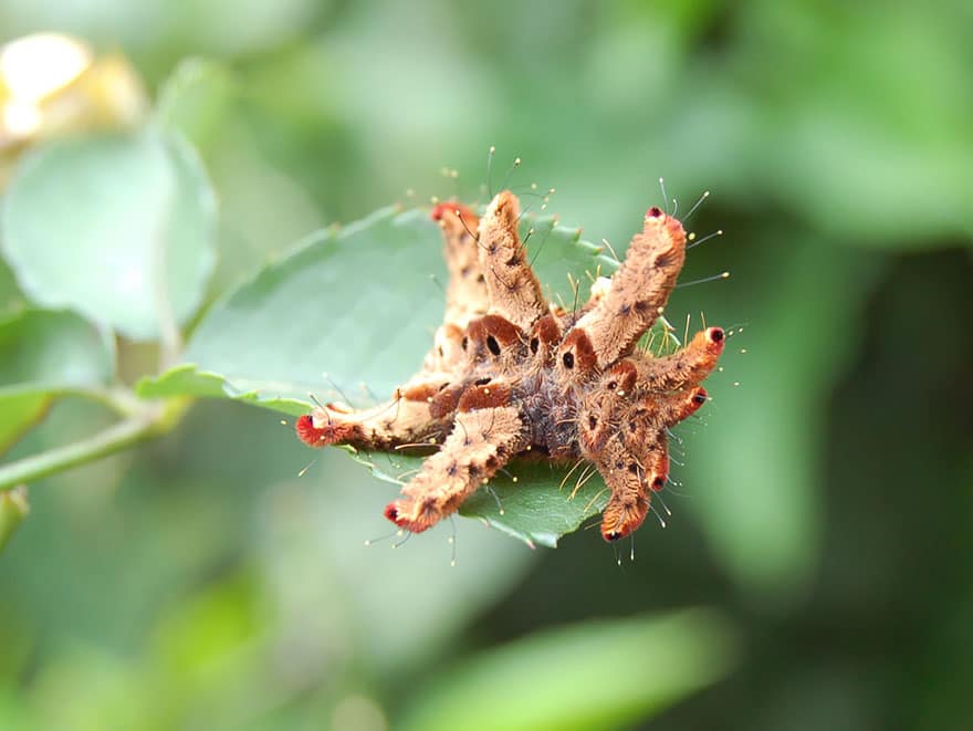 Caterpillar Moth Butterfly Before After Metamorphosis - Phobetron Pithecium 01