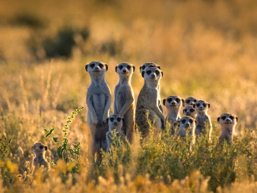21 Adorable Animal Family Portraits