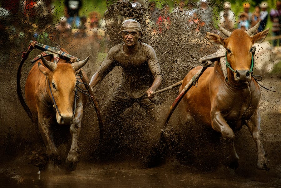 Pacu Jawi