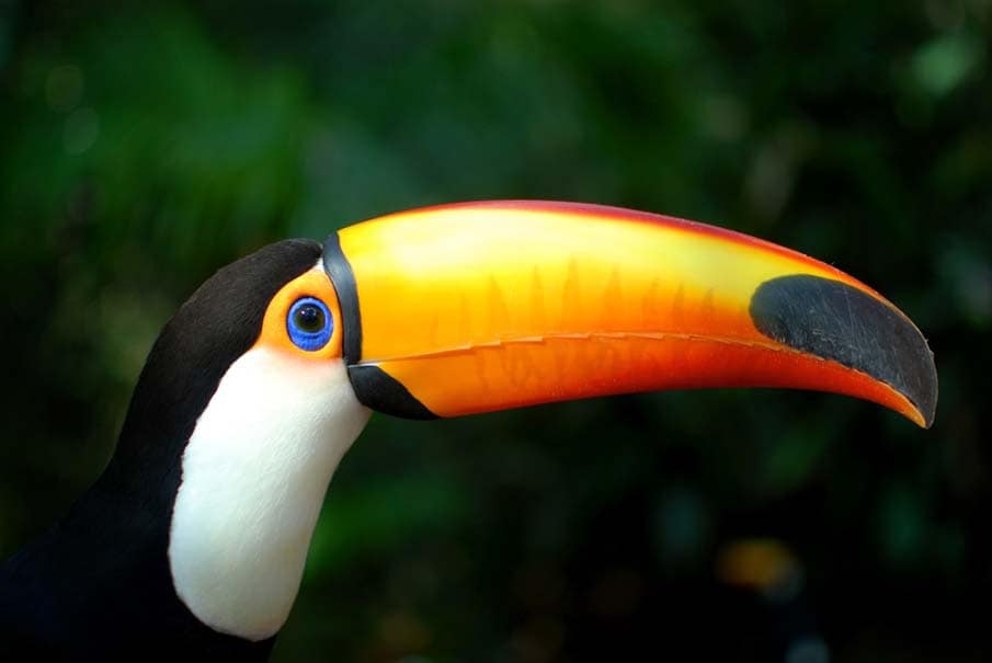 50 of the Most Beautiful Exotic Animals on Planet Earth