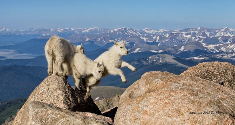 Cute baby goats playing fearlessly at the top of the mountain