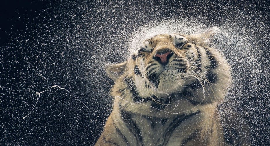 30 Marvelous and Breathtaking Animal Photographs