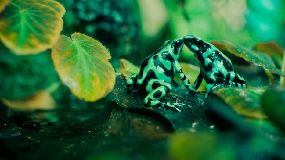 Green and black poison dart frog