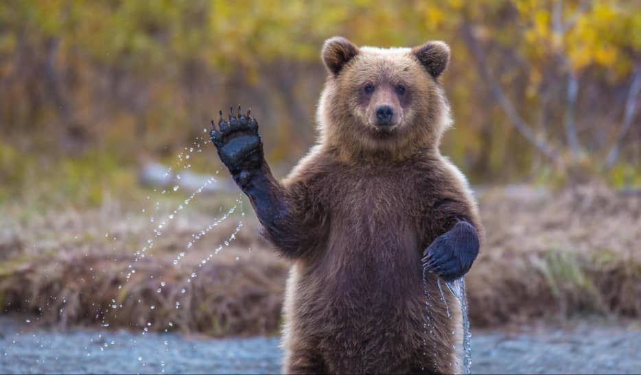 Bear waving