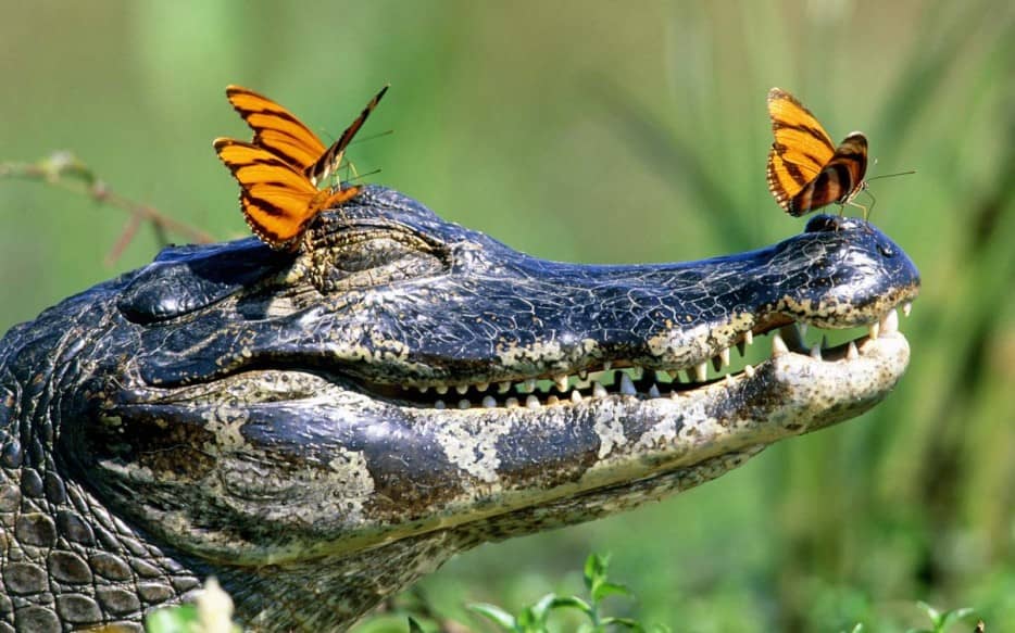 an alligator crowned in butterflies