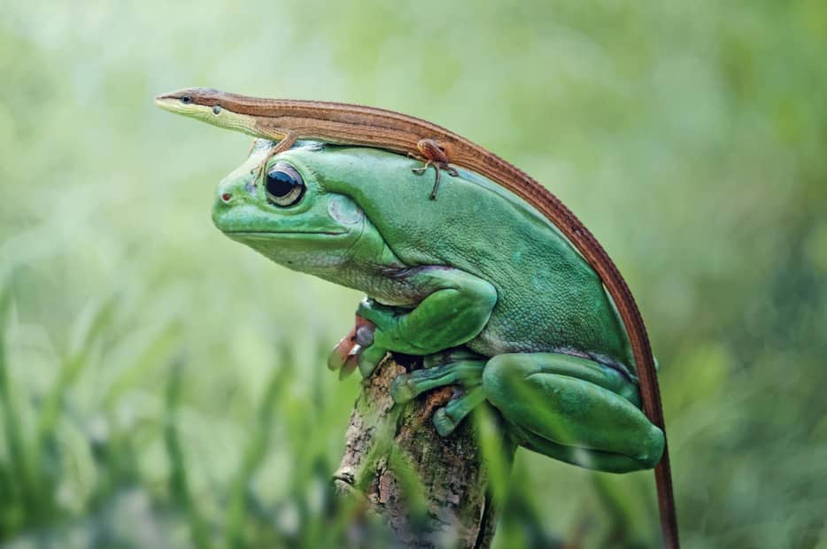 lizard riding a frog