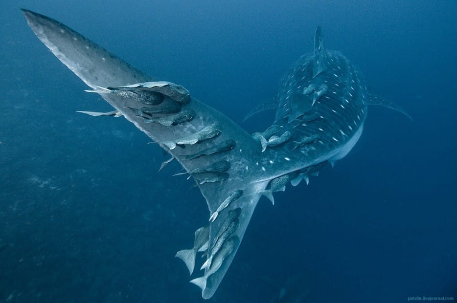 Fish hitch a ride on a whale shark