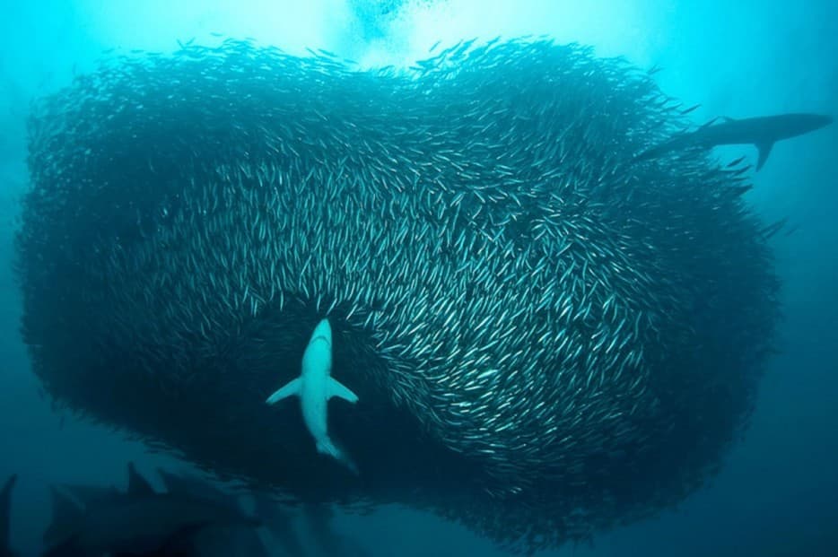 sharks fishing