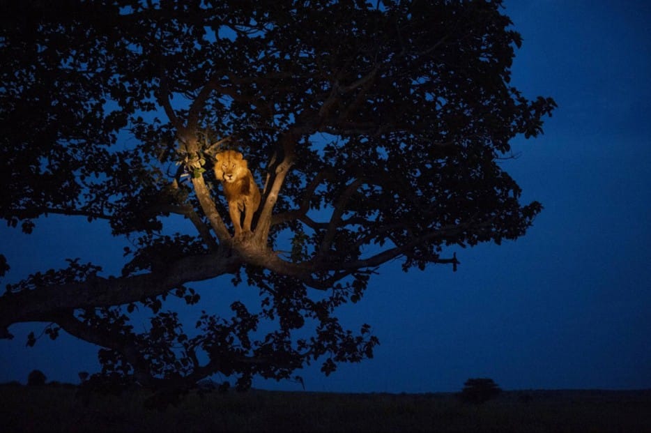 lion on a tree