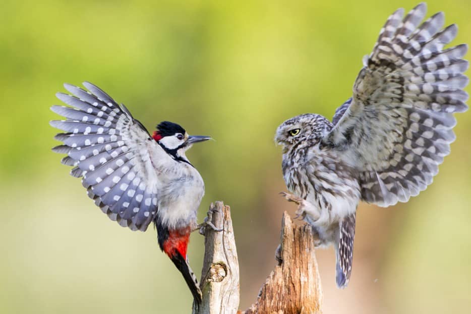 A little owl and a great spotted woodpecker