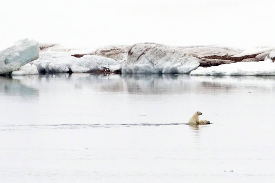 Hitching a ride: The cub clambers on to its mother's back to avoid the icy