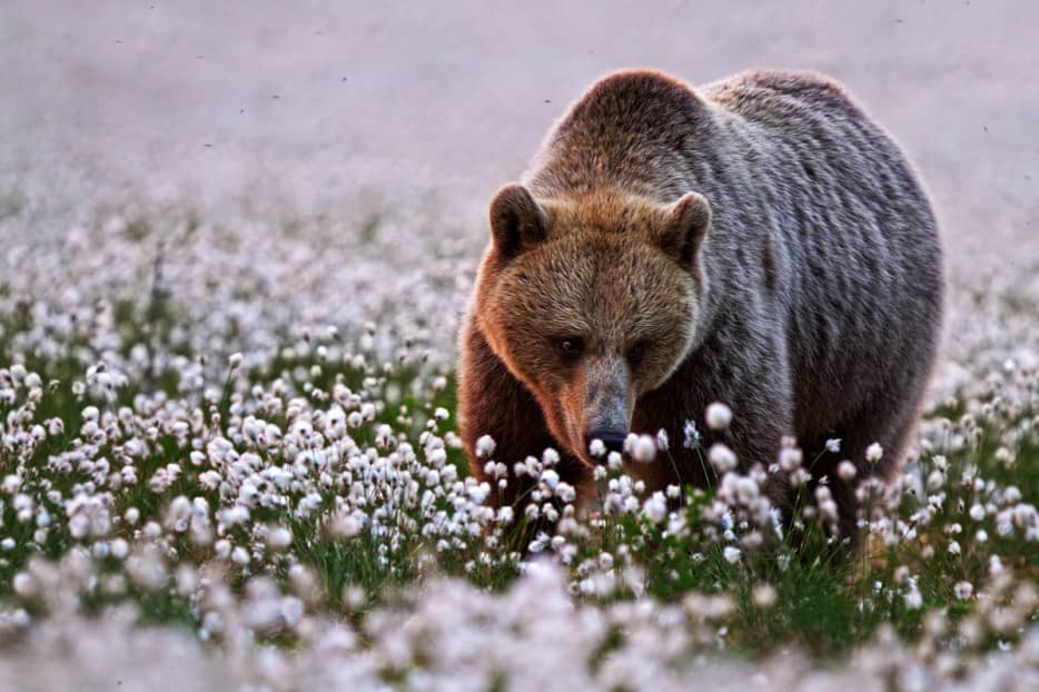 bear smell flowers