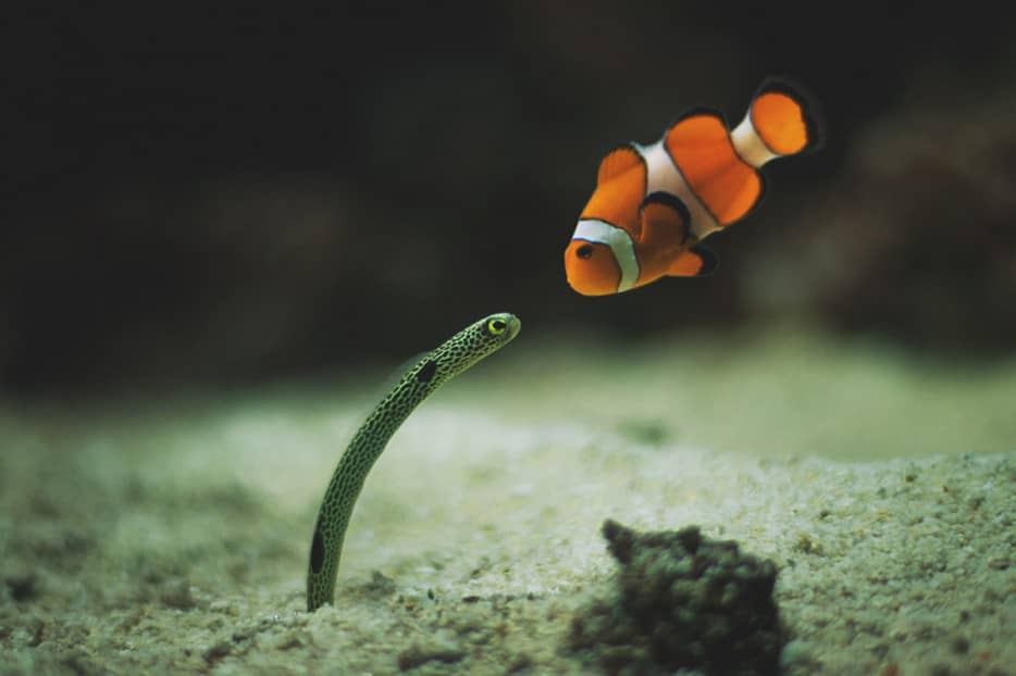 A curious Sea snake & Clown fish