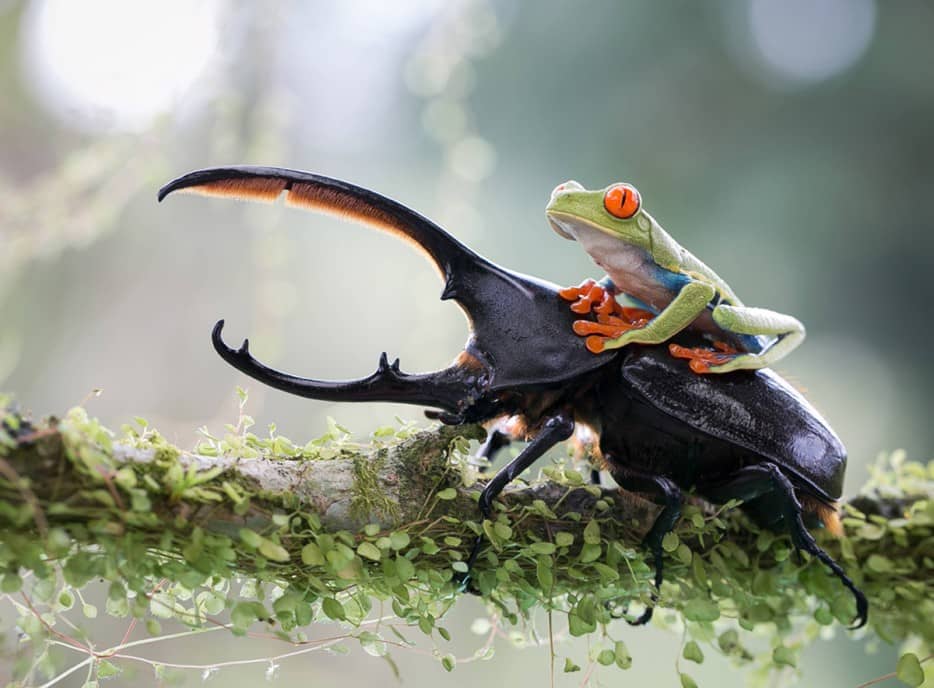 frog riding beetle