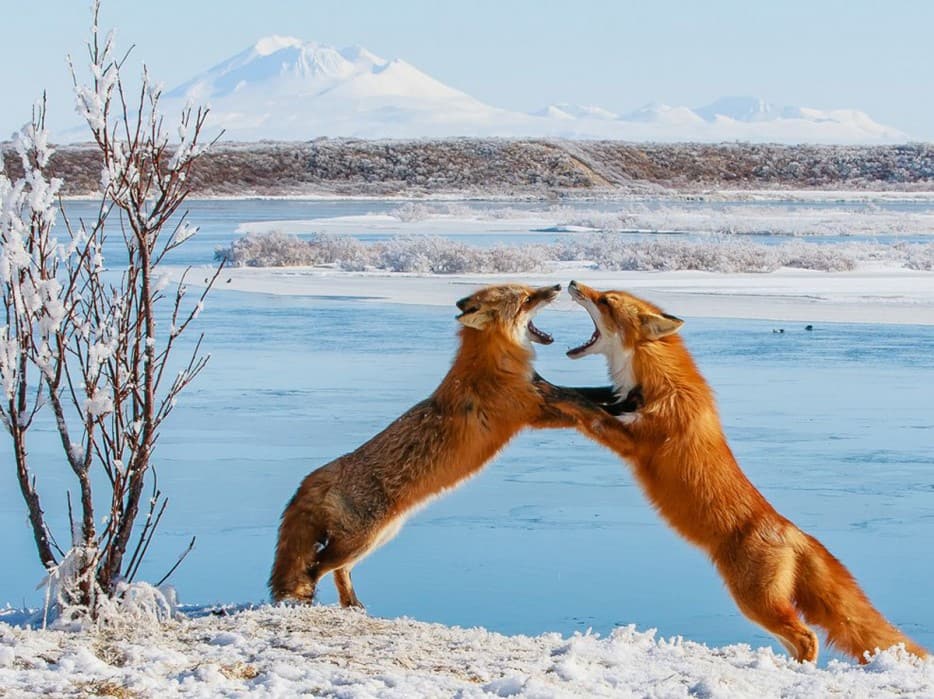  Red foxes fighting in the snow 