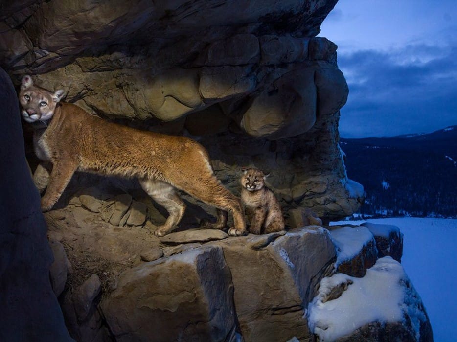 Snow puma with her cub