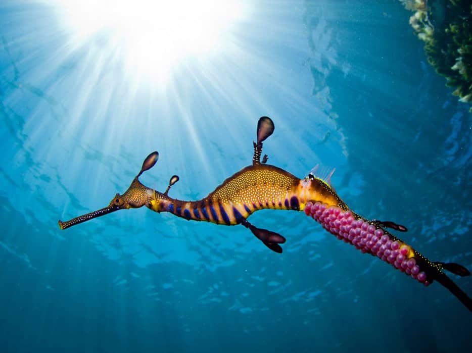 beatiful colour sea horse