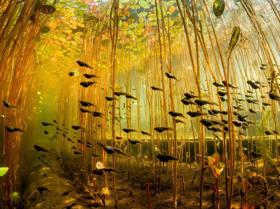 frog tadpoles