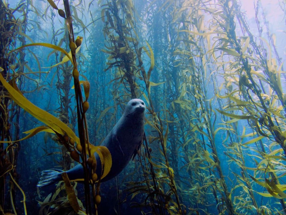 seal underwater