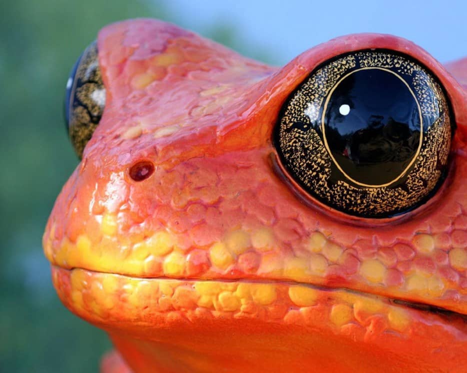 Beautiful frog eyes