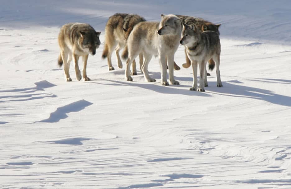 World of the Wolf – Gray wolf