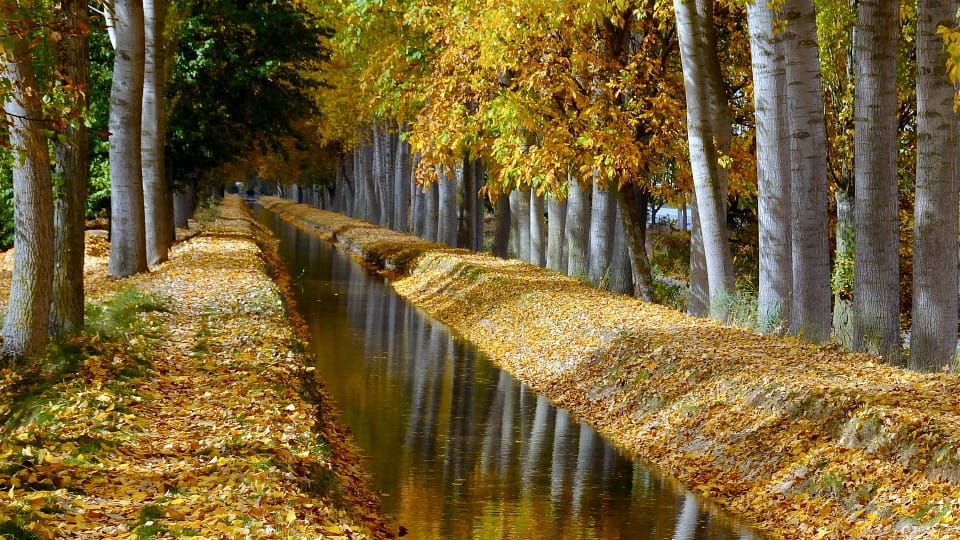 Birch Trees Lined Canal In Autumn