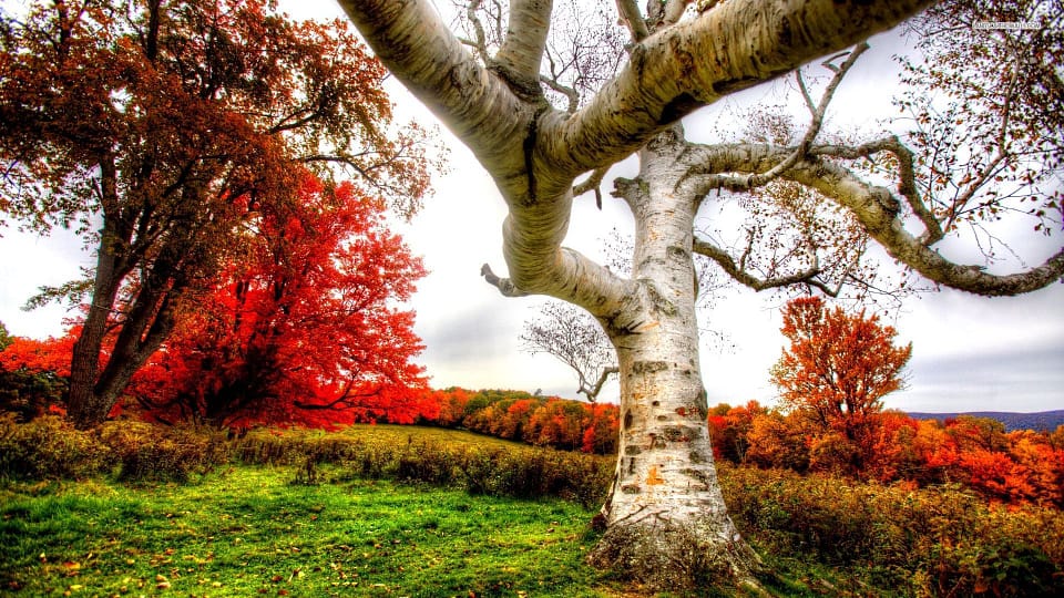 Beautiful Trees - Field