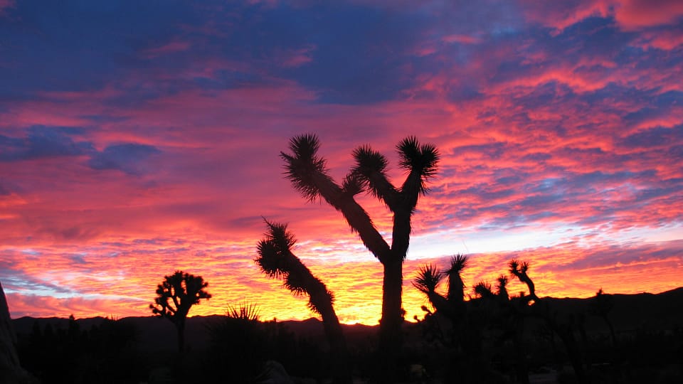 Beautiful Trees - Joshua Tree Sunset