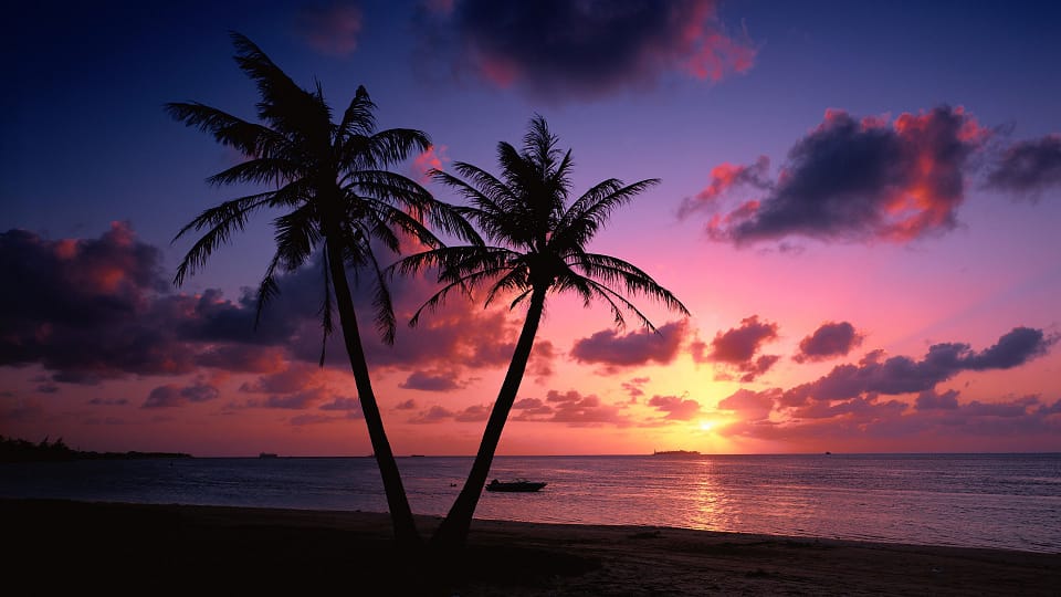 Beautiful Trees - Palms Sunset Beach