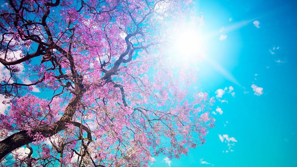 Beautiful Trees - Spring flowers