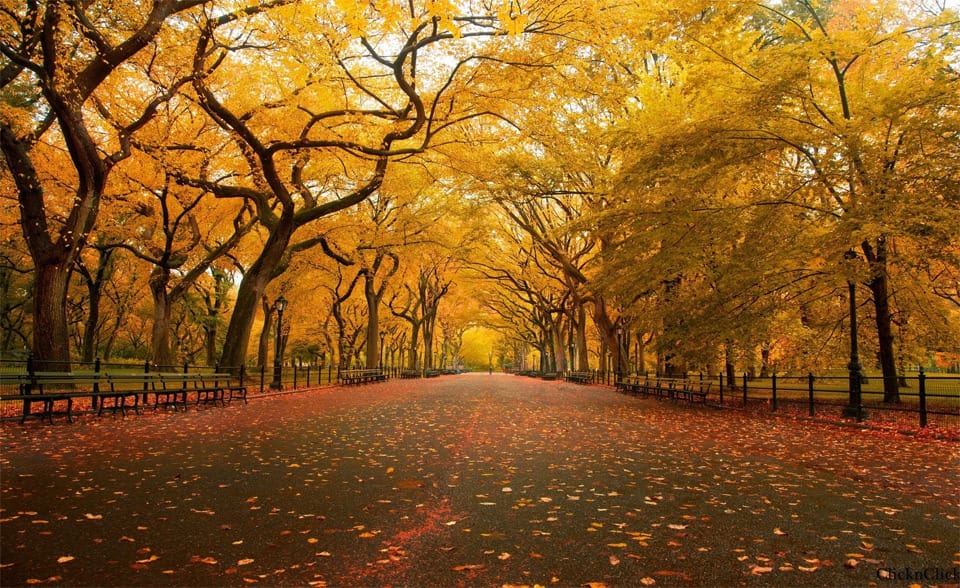 Beautiful Trees - Autumn in Central Park, New York