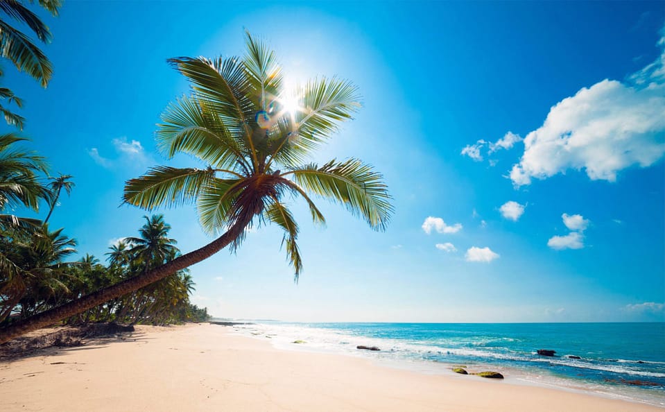 Beautiful Trees - Palm on the beach