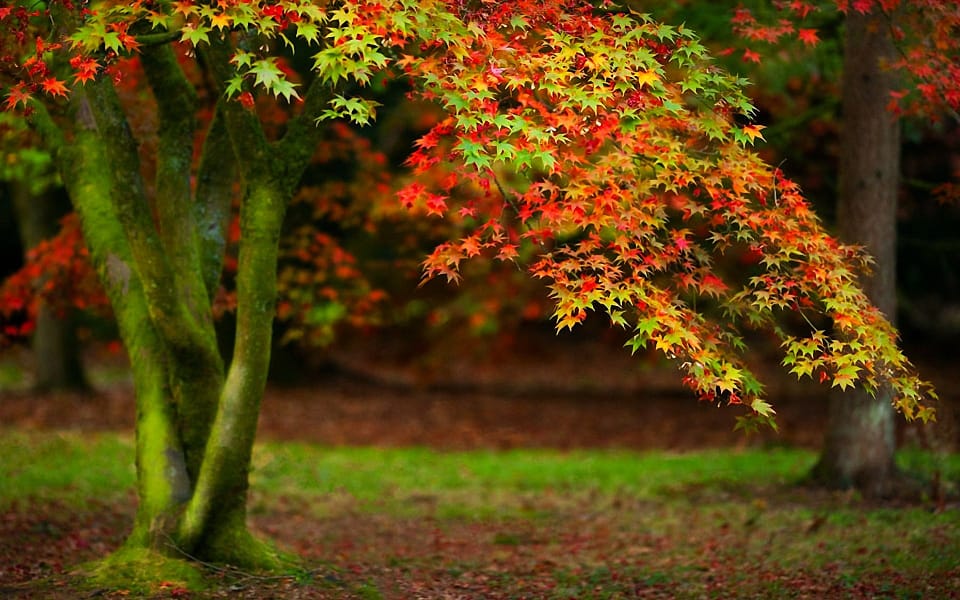 Beautiful Trees - Autumn Tree