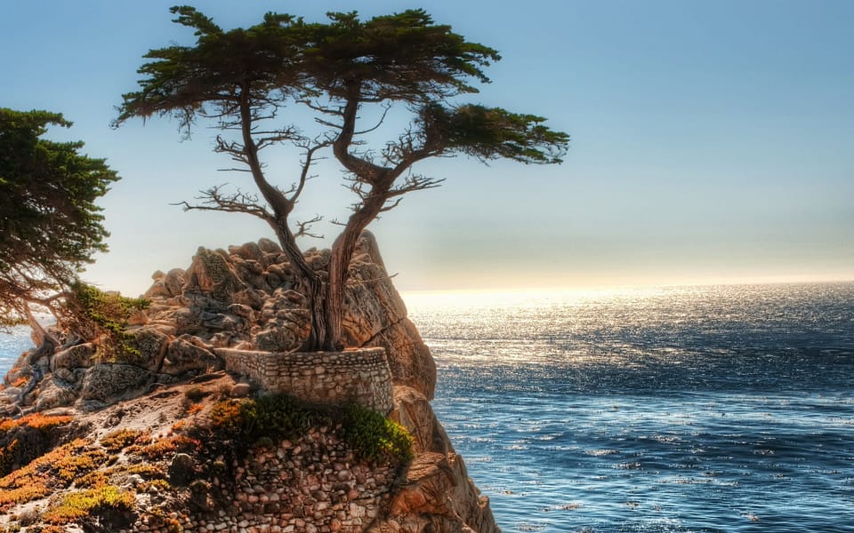 Beautiful Trees - Cliff Tree Coast