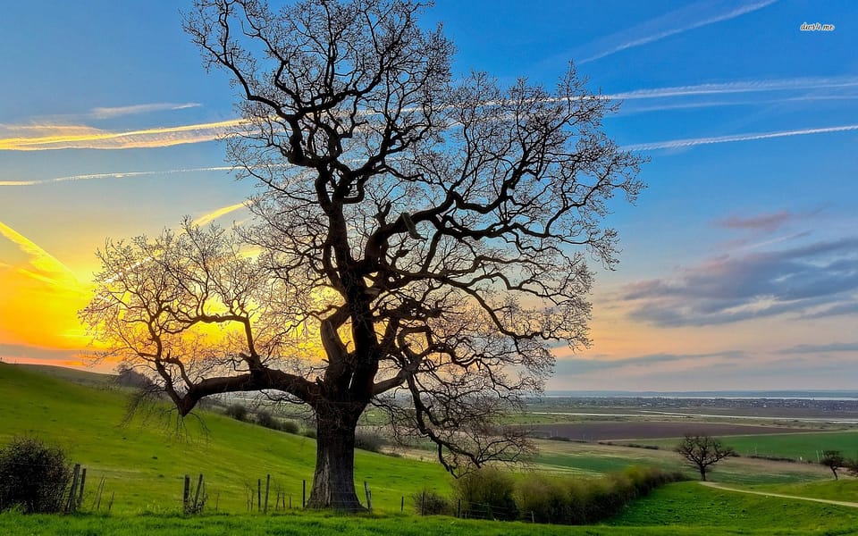 Beautiful Trees - Old Tree