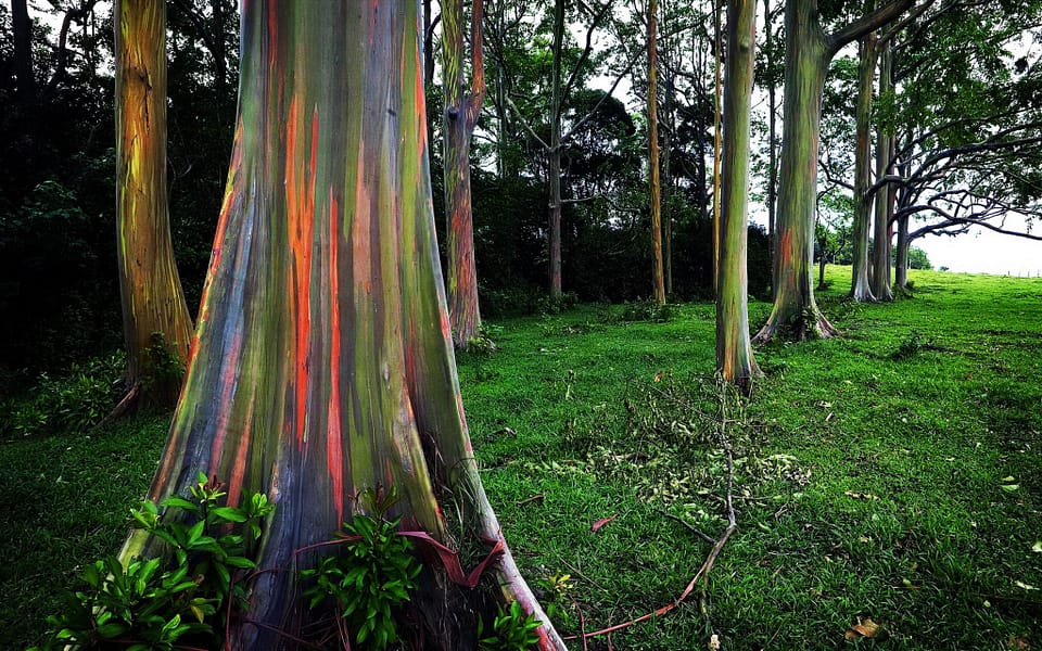 Beautiful Trees - Rainbow Eucalyptus