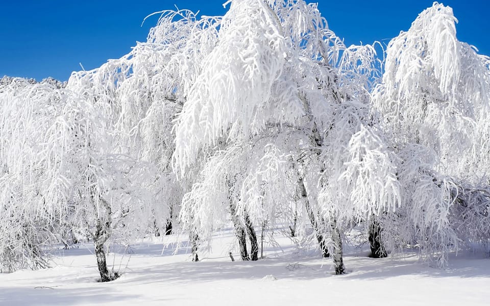 Beautiful Trees - Snow Winter Trees