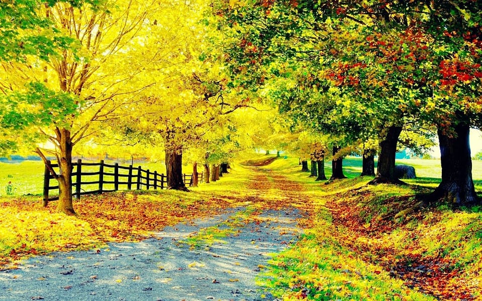 Beautiful Trees - Yellow-green Trees