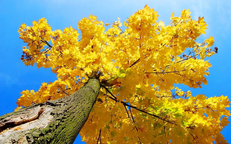 Beautiful Trees - Yellow maple tree autumn