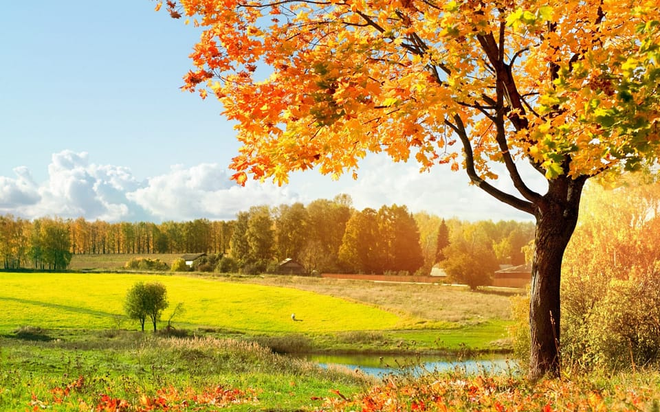 50 of The Most Beautiful Trees In The World